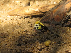 Austruca triangularis