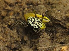 Austruca triangularis