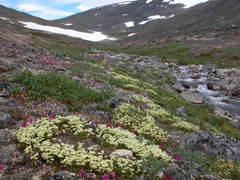 Saxifraga bronchialis funstonii