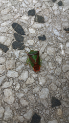 Acanthosoma haemorrhoidale