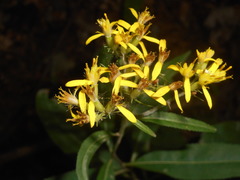Senecio ovatus alpestris