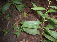 Senecio ovatus alpestris