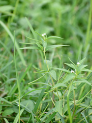 Catharanthus pusillus