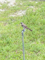 Mimus polyglottos image