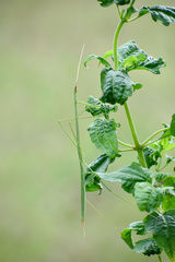 Schizocephala bicornis