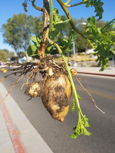 photo of Potato (Solanum tuberosum)
