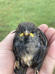 Passer domesticus