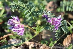 Astragalus bibullatus