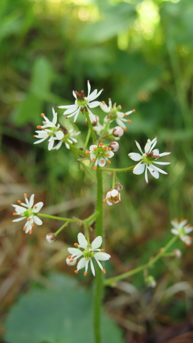 Heartleaf Saxifrage