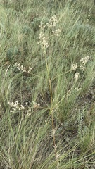 Silene wolgensis
