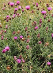 Carduus defloratus carlinifolius