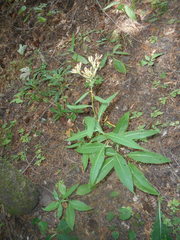 Senecio ovatus alpestris