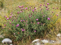 Carduus defloratus carlinifolius