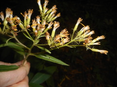Senecio ovatus alpestris