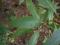 Senecio ovatus alpestris
