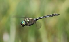 Somatochlora alpestris