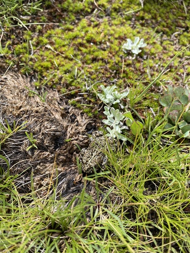 iNaturalist observation photo of Yosemite Toad