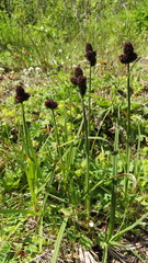 Carex melanocephala