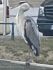 Ardea cinerea