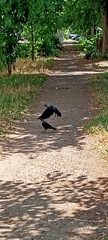 Corvus monedula