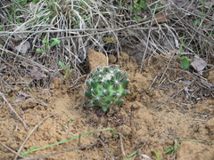 Escobaria missouriensis