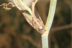 Cicadatra atra