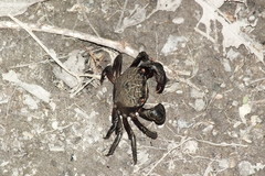 Neosarmatium fourmanoiri