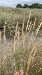 Agropyron desertorum