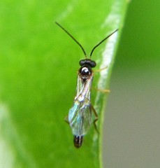 Hybrizontinae