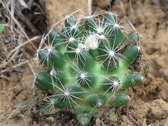 Escobaria missouriensis