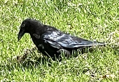 Corvus corone