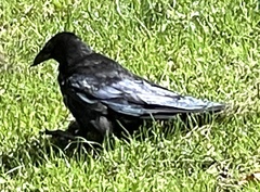 Corvus corone