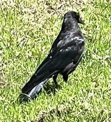 Corvus corone