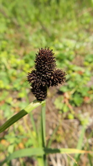Carex melanocephala