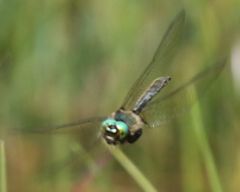 Somatochlora alpestris