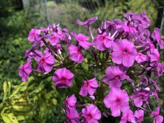 Phlox carolina