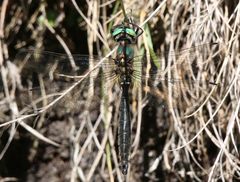 Somatochlora alpestris