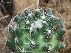 Escobaria missouriensis