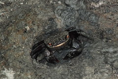 Neosarmatium fourmanoiri