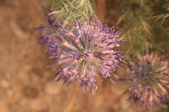 Echinops graecus