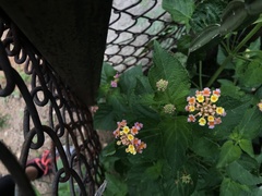 Lantana camara