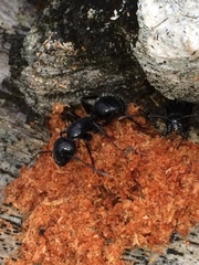 Camponotus laevissimus