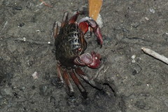 Neosarmatium fourmanoiri