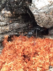 Camponotus laevissimus