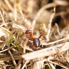 Formica sanguinea