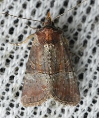 Mesoligia literosa