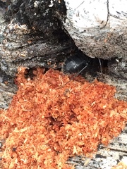 Camponotus laevissimus