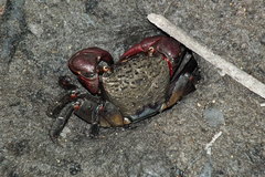 Neosarmatium fourmanoiri