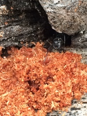 Camponotus laevissimus