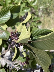Rhamnus fallax